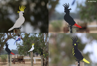 black-cockatoo-bush-camp.jpg