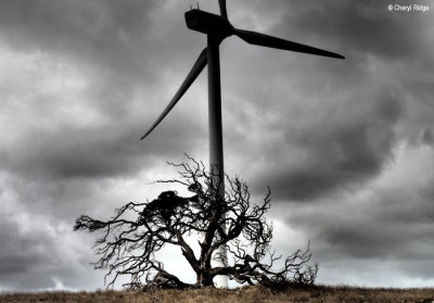 P3300365-tantanoola-windfarm.jpg