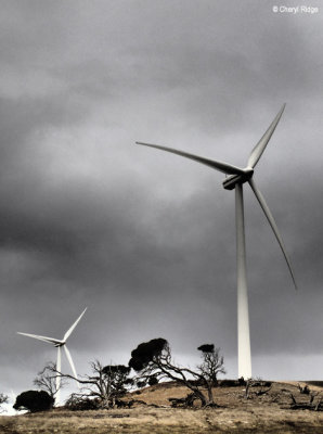 P3300403-tantanoola-windfarm.jpg