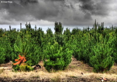 P3310501-pine-forests.jpg