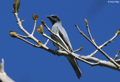 7844-cattana-wetlands.jpg