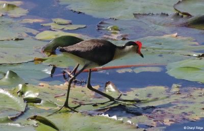 6308-jacana.jpg