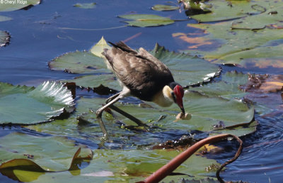 6311-jacana.jpg