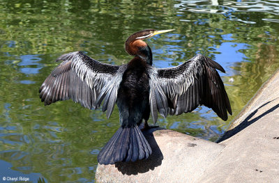 5271-bundaberg-darter.jpg