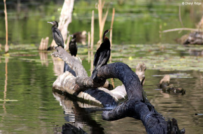 5646-arkarra.jpg