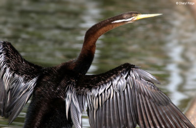 5909-bundaberg-darter.jpg