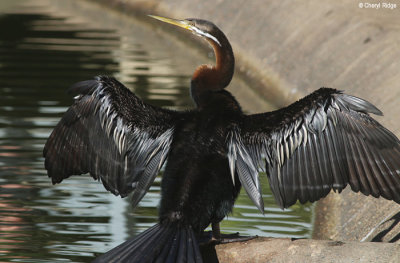 5911-bundaberg-darter.jpg