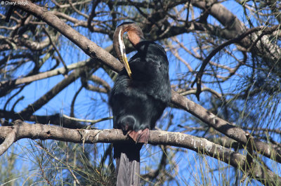 5925-bundaberg-darter.jpg