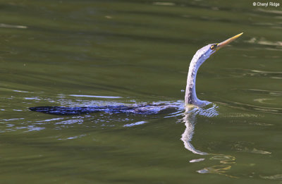 5945-bundaberg-darter.jpg