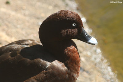 5918-bundaberg-duck.jpg