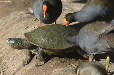 5899-bundaberg-tortoise.jpg