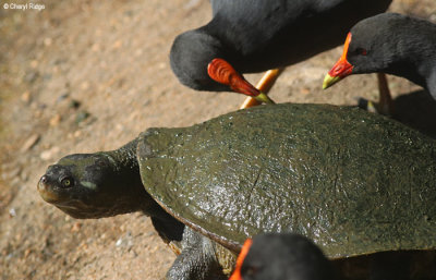 5917-bundaberg-tortoise.jpg