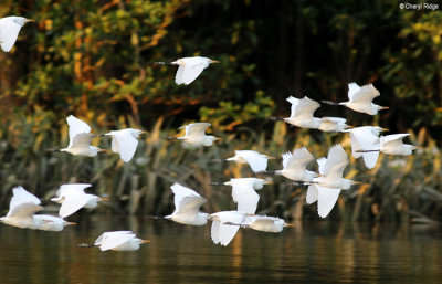 7978-daintree.jpg