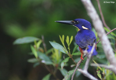 8063-daintree.jpg