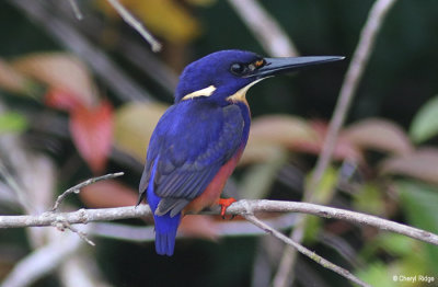 Azure Kingfisher