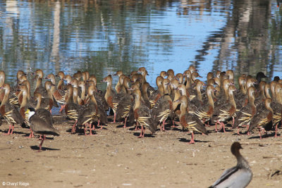 5876-bundaberg-whistling-duck.jpg