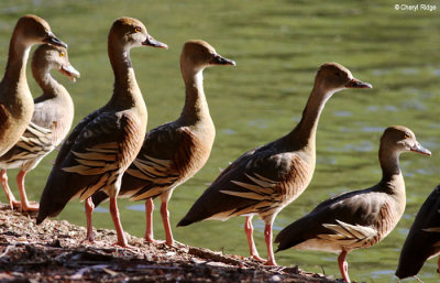 5889-bundaberg-whistling-duck.jpg