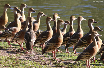 5890-bundaberg-whistling-duck.jpg
