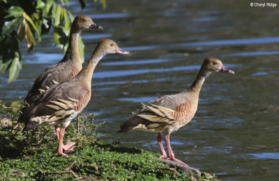 5933-bundaberg-whistling-duck.jpg