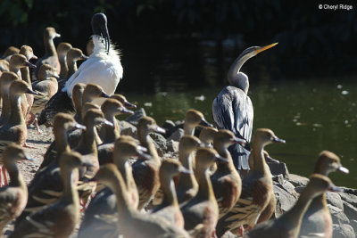 5935-bundaberg-whistling-duck.jpg