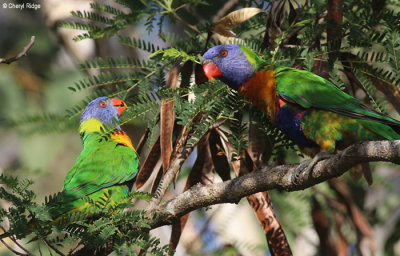 6239-lorikeets.jpg