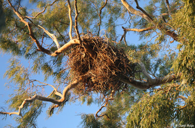 5257-osprey-nest.jpg