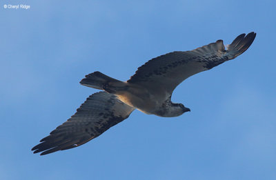 5823-osprey.jpg