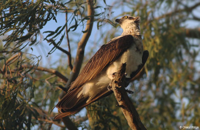 5840-osprey.jpg
