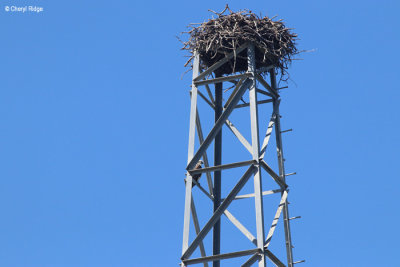 6987-osprey-nest.jpg