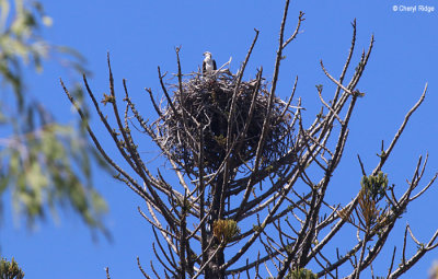 7216-osprey-nest.jpg