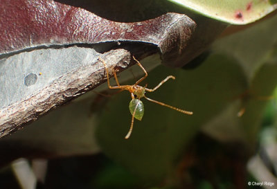 P8181036-green-tree-ant.jpg