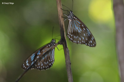 7050-butterfly-forest.jpg