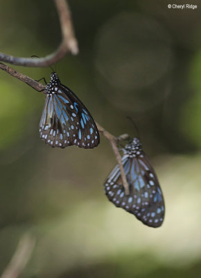 7088-butterfly-forest.jpg