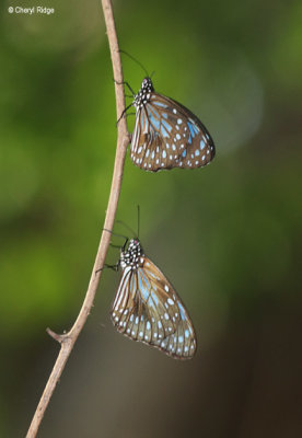 7102-butterfly-forest.jpg