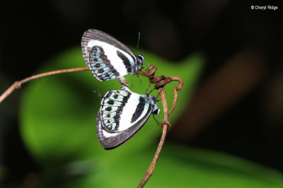 Green-banded Line-blue Butterfly