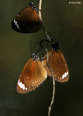 7156-butterfly-forest.jpg