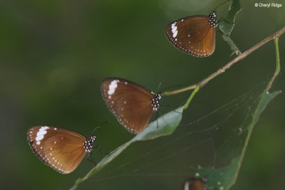 Purple Crow butterfly