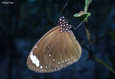 P8191012-butterfly-forest.jpg