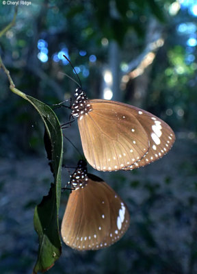 P8191019-butterfly-forest.jpg