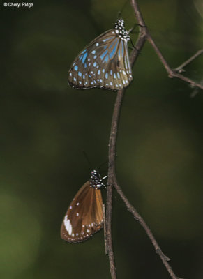 7111-butterfly-forest.jpg