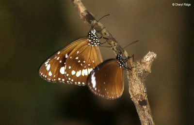 7112-butterfly-forest.jpg