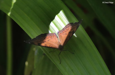 8242-daintree.jpg