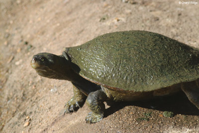 5895-bundaberg-tortoise.jpg