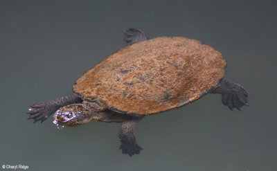 5992-eungella-tortoise.jpg
