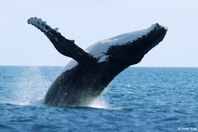 9075b-humpback-whale.jpg