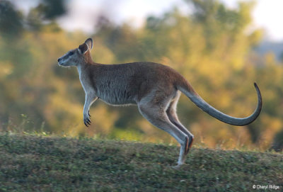 6327-wallaby.jpg