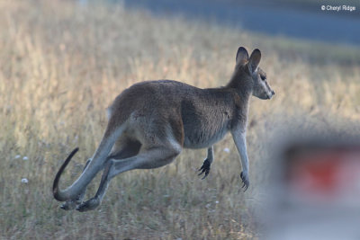 6755-wallaby.jpg