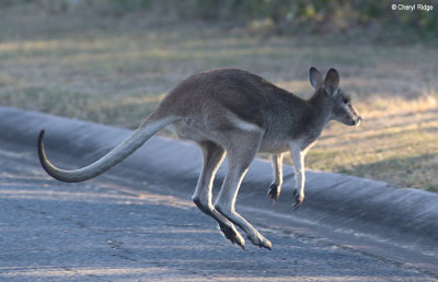 6760-wallaby.jpg