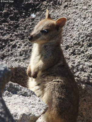 7006-magnetic-island.jpg