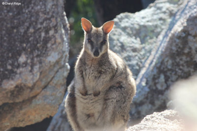 7014-magnetic-island.jpg